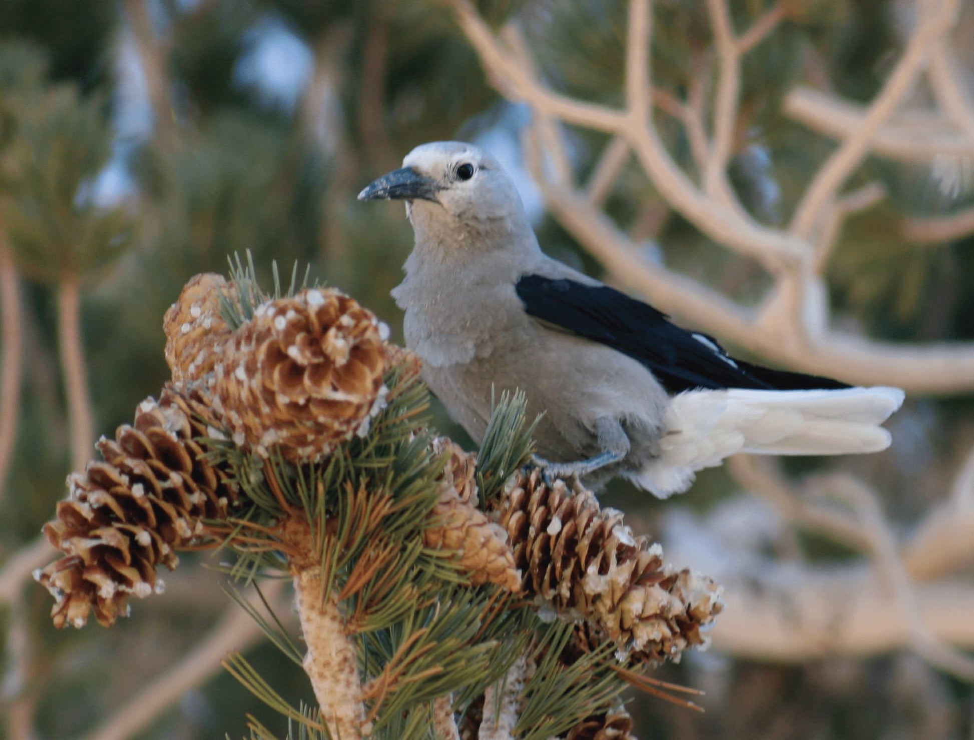 A photo titled "Clark's Nutcracker" features a Clark's Nutcracker bird perched on a branch of a bristlecone pine tree in the White Mountains of California. The bird's distinctive black and white plumage contrasts with the reddish bark of the pine.