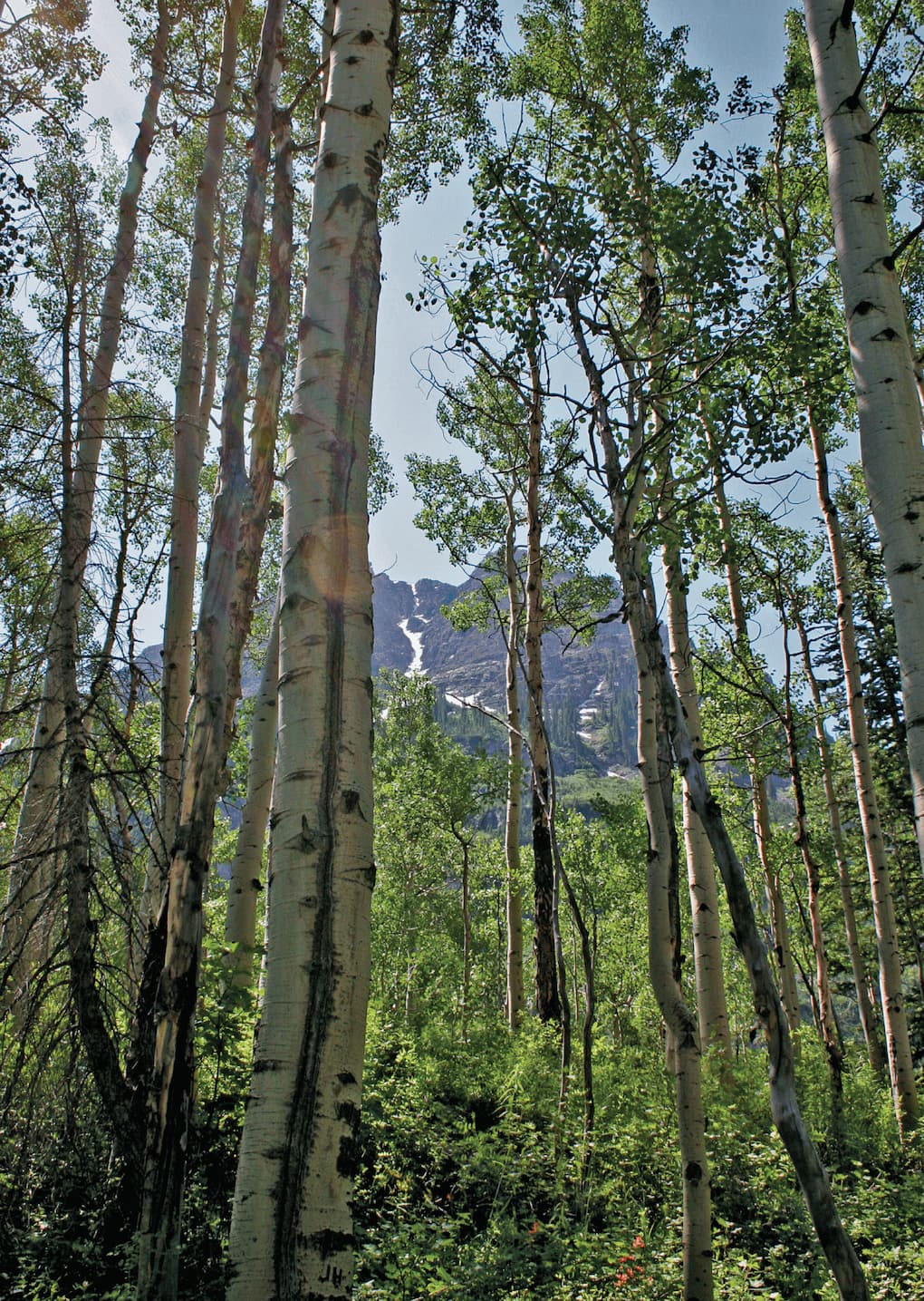image of a birch tree grove in Aspen, Colorado