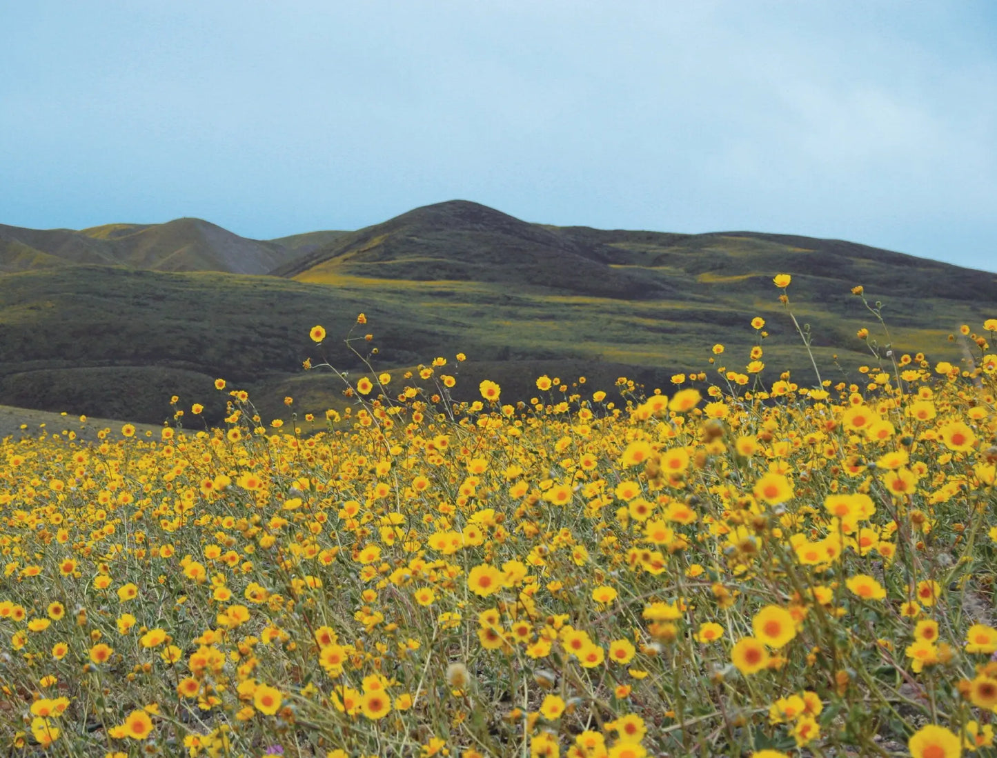 A photo titled “Ashford Mill" captures the vibrant beauty of spring in Death Valley National Park. In the foreground is a vast meadow of yellow Desert Gold wildflowers while in the background is a lush green range of hills.