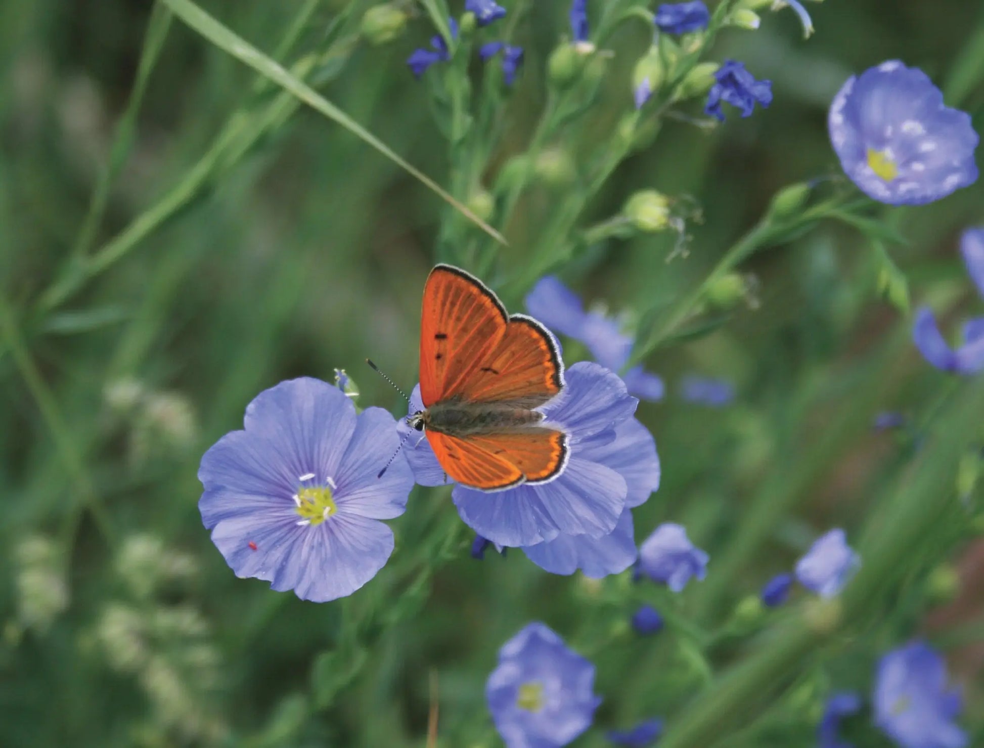A close-up photo of a colorful butterfly with delicate wings resting on a vibrant blue flax wildflower in a vast, green meadow in Aspen, Colorado.