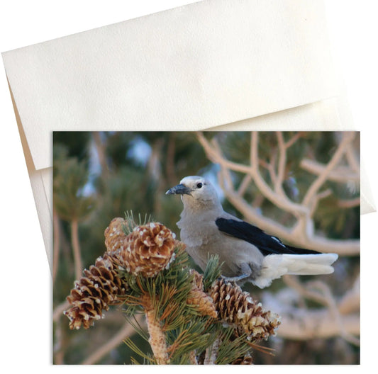A photo titled "Clark's Nutcracker" features a Clark's Nutcracker bird perched on a branch of a bristlecone pine tree in the White Mountains of California. The bird's distinctive black and white plumage contrasts with the reddish bark of the pine.