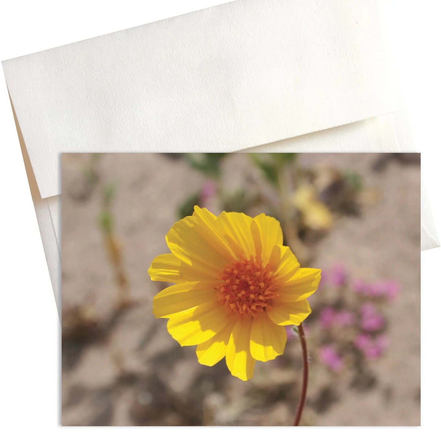 A close-up photo of a bright yellow Desert Gold wildflower in full bloom at Death Valley National Park. The harsh desert landscape with its sandy earth  stretches out in the background.