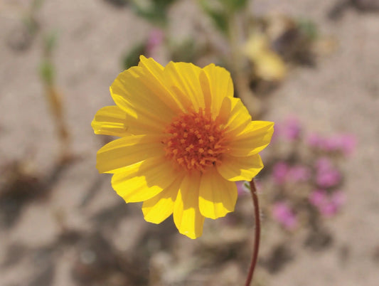 A close-up photo of a bright yellow Desert Gold wildflower in full bloom at Death Valley National Park. The harsh desert landscape with its sandy earth stretches out in the background.