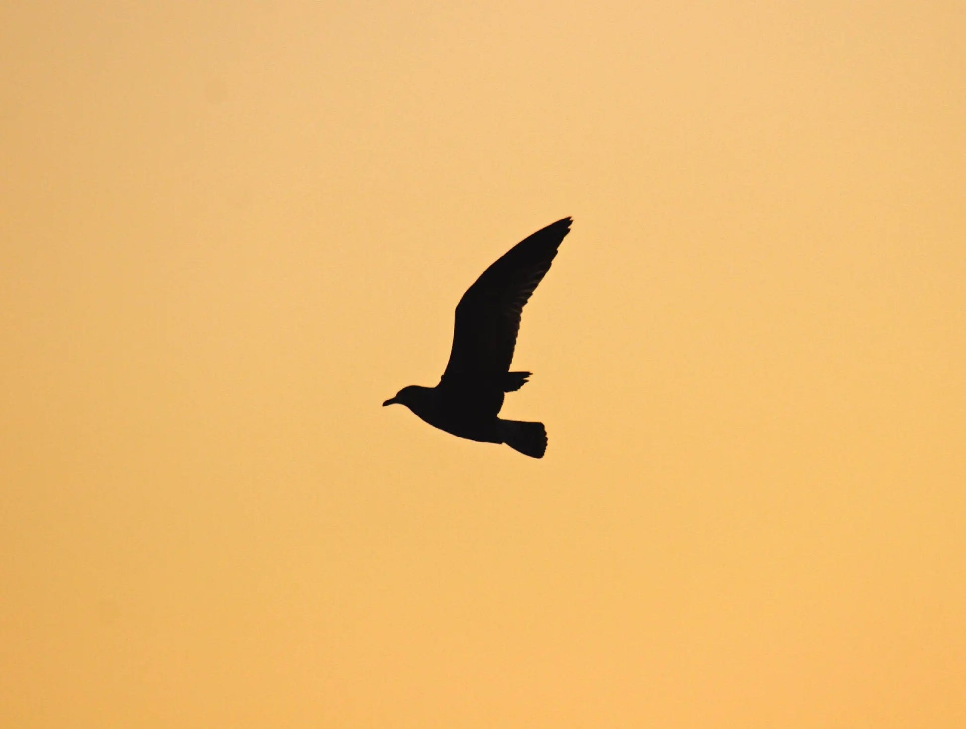 A photo of a lone gull soaring gracefully against a breathtaking golden sunset sky. The warm yellow hues create a dramatic backdrop for the dark silhouette of the gull, its wings outstretched as it flies towards the horizon.