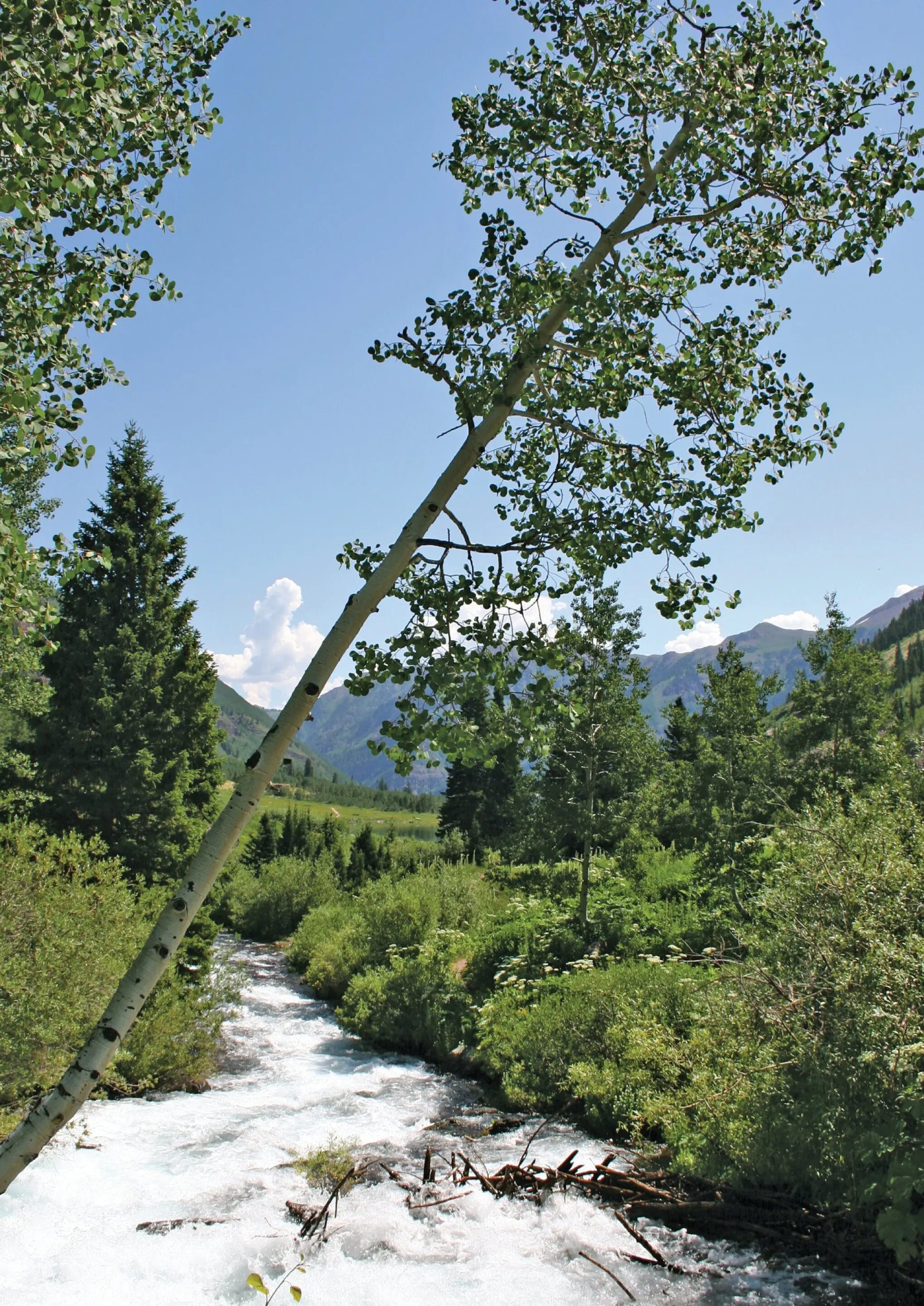 A photo of a vibrant spring scene in Aspen, Colorado where a crystal-clear brook rushes through a lush green meadow. In the foreground, a single aspen tree leans over the bank.