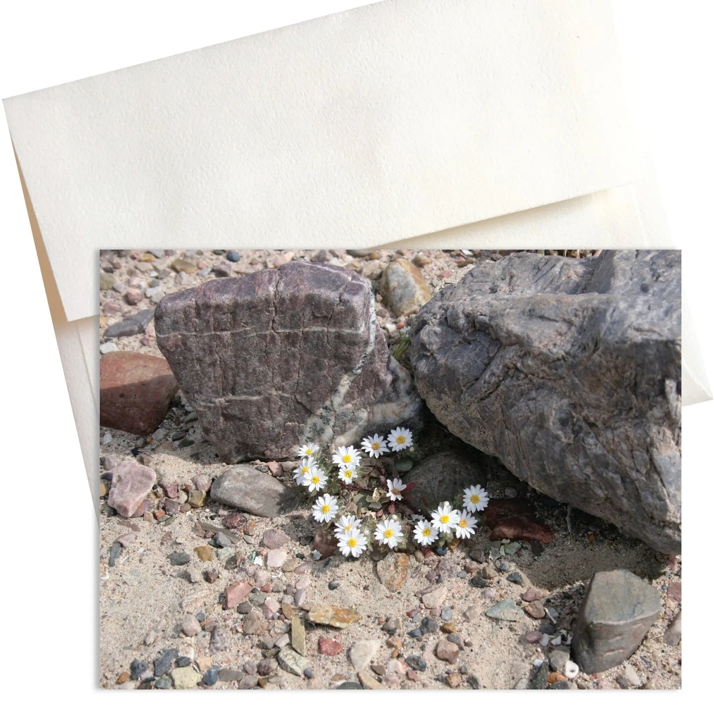 A close-up photo titled "Micro Daisies" showcases the delicate beauty of tiny white wildflowers blooming in the harsh environment of Death Valley. 