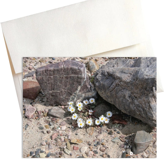 A close-up photo titled "Micro Daisies" showcases the delicate beauty of tiny white wildflowers blooming in the harsh environment of Death Valley.