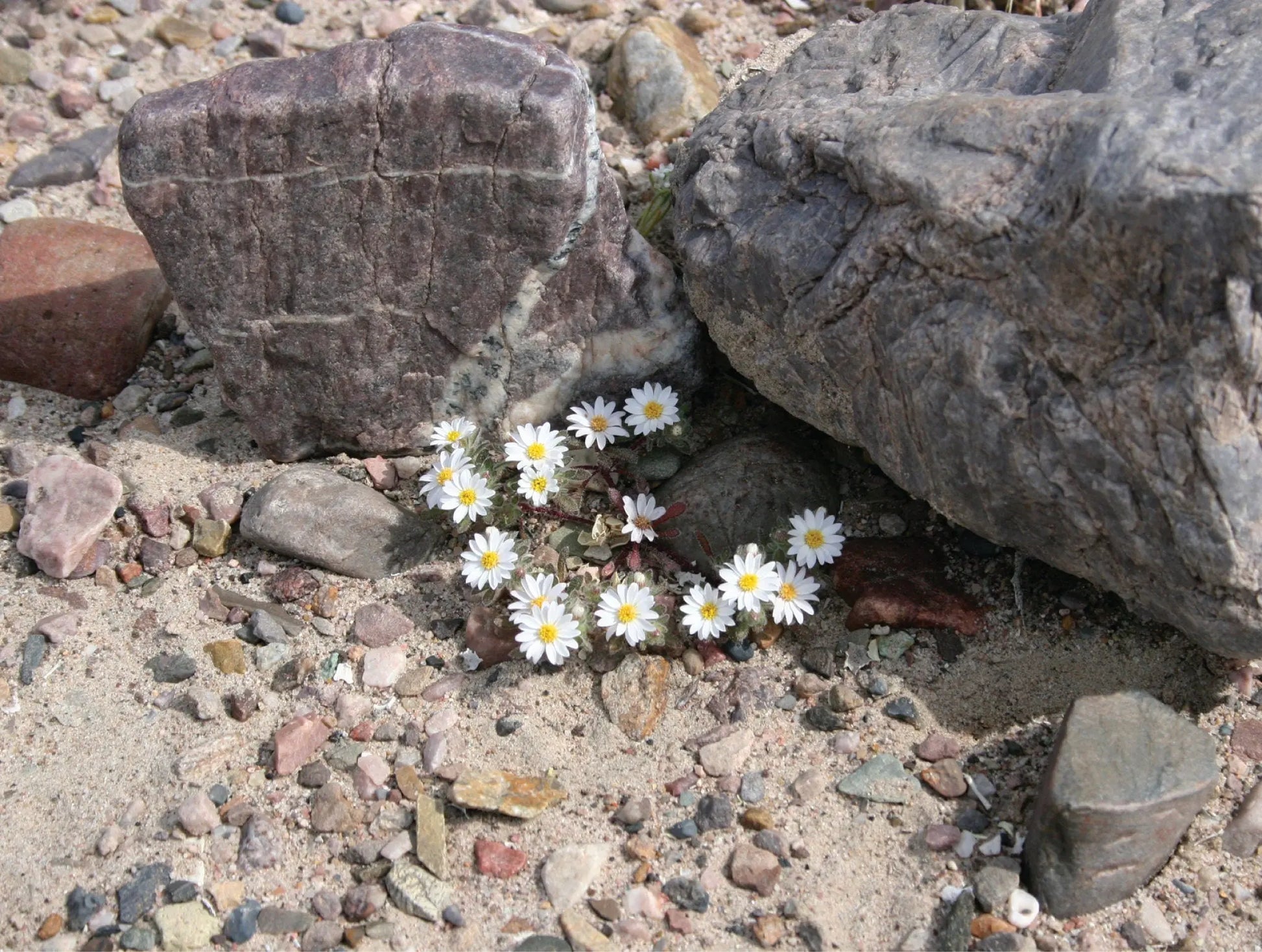 A close-up photo titled "Micro Daisies" showcases the delicate beauty of tiny white wildflowers blooming in the harsh environment of Death Valley. 