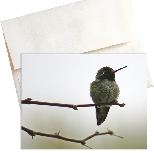 A close-up photo of a hummingbird perched on a thin branch of a desert tree in Death Valley National Park. 