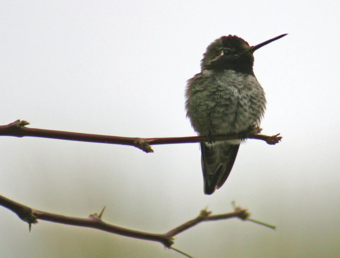 A close-up photo of a hummingbird perched on a thin branch of a desert tree in Death Valley National Park. 