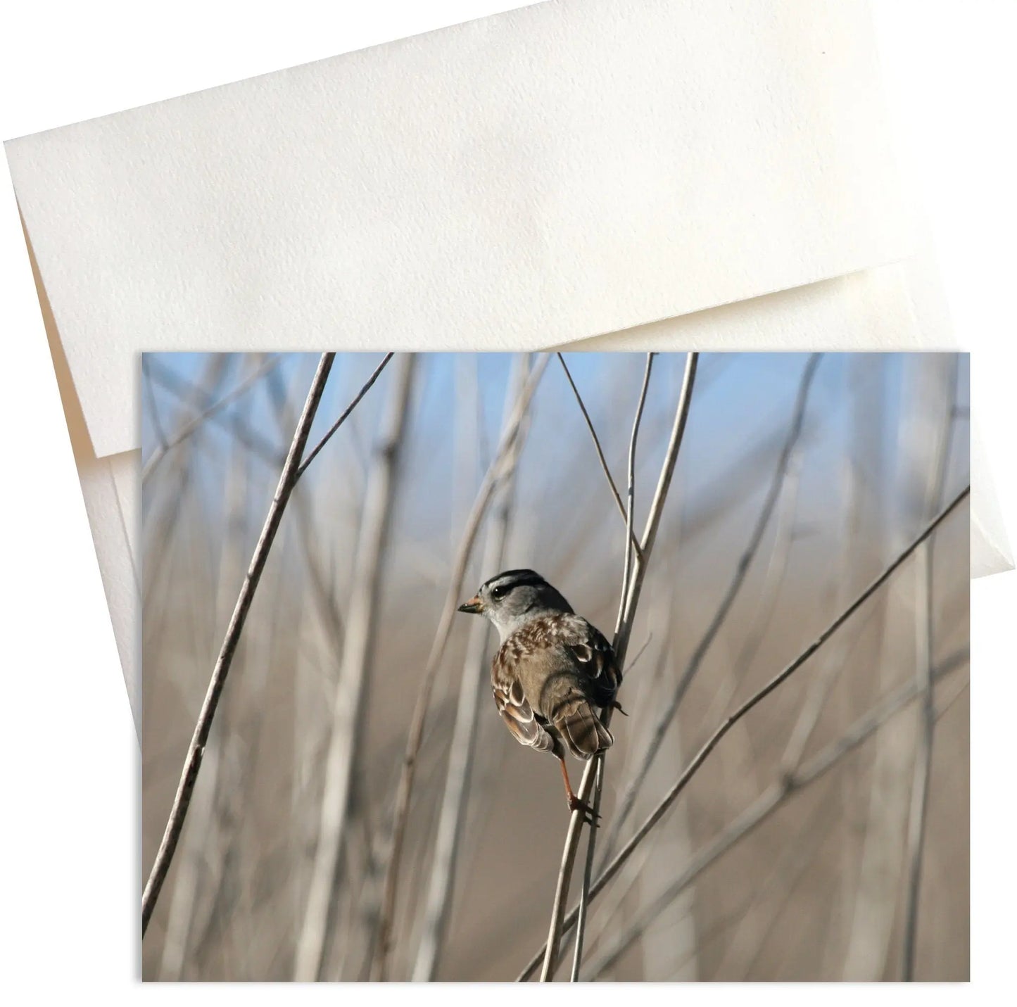 A photo titled "Sentinel." A small sparrow with brown and gray feathers perches intently on a thin plant stalk. Its body is slightly turned, and its head is cocked with a curious gaze as if fixated on something just out of frame.  Sunlight filters through the background, casting soft shadows and highlighting the details of the sparrow's feathers. This close-up photo captures the attentiveness and focus of this small bird, earning it the title "Sentinel."