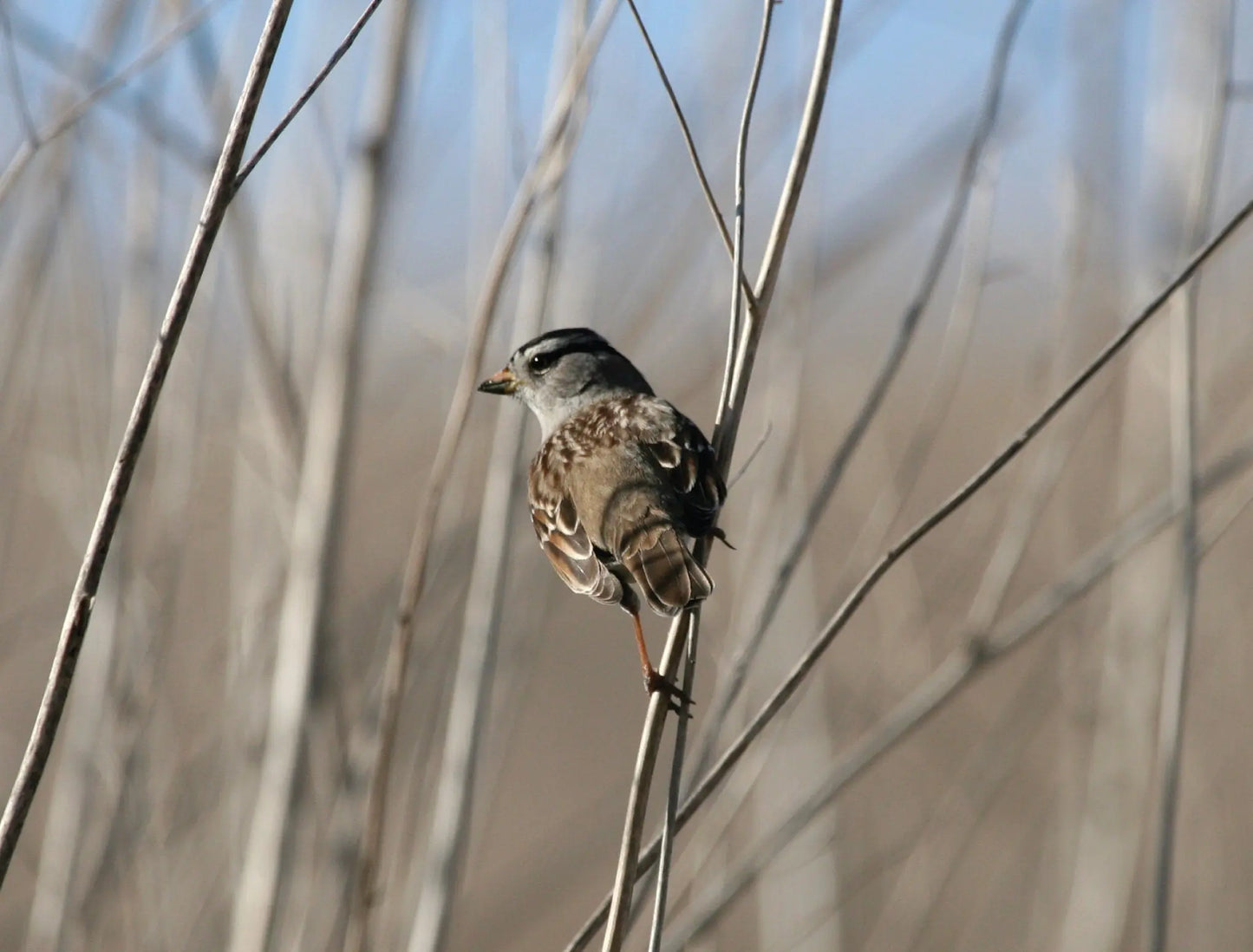 A photo titled "Sentinel." A small sparrow with brown and gray feathers perches intently on a thin plant stalk. Its body is slightly turned, and its head is cocked with a curious gaze as if fixated on something just out of frame. Sunlight filters through the background, casting soft shadows and highlighting the details of the sparrow's feathers. This close-up photo captures the attentiveness and focus of this small bird, earning it the title "Sentinel."
