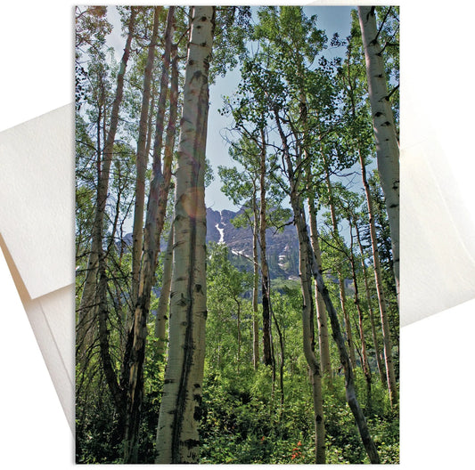 A photo of a towering grove of aspen trees in full springtime bloom. Their white bark and vibrant green leaves create a striking contrast against the backdrop of the snow-capped Rocky Mountains in the distance.