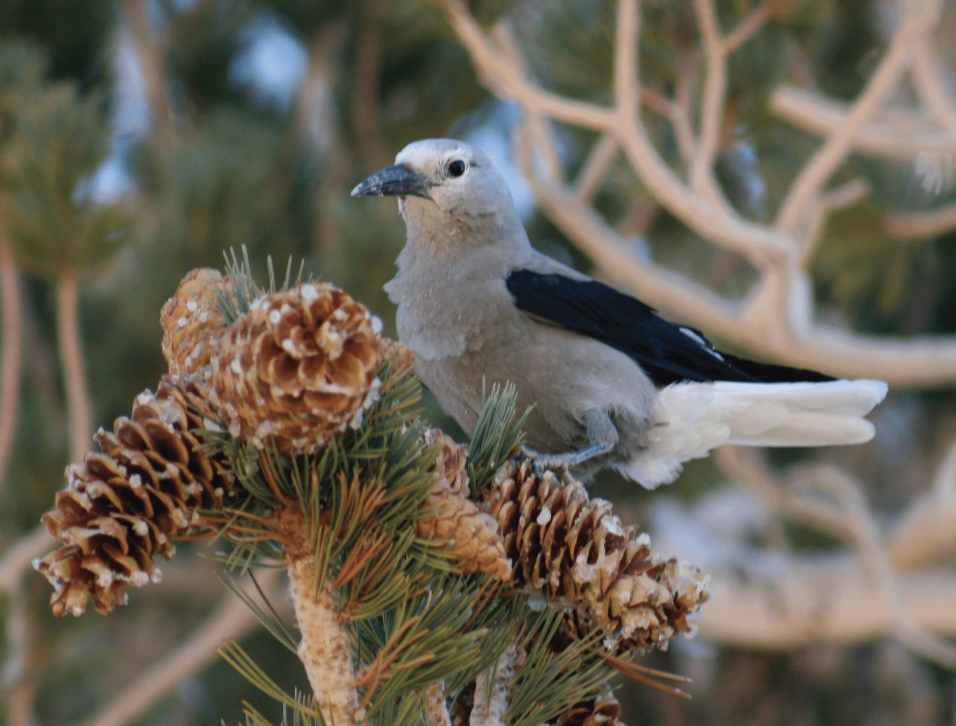 image of a Clark's Nutcracker grey and black bird perched at the top of a pine tree