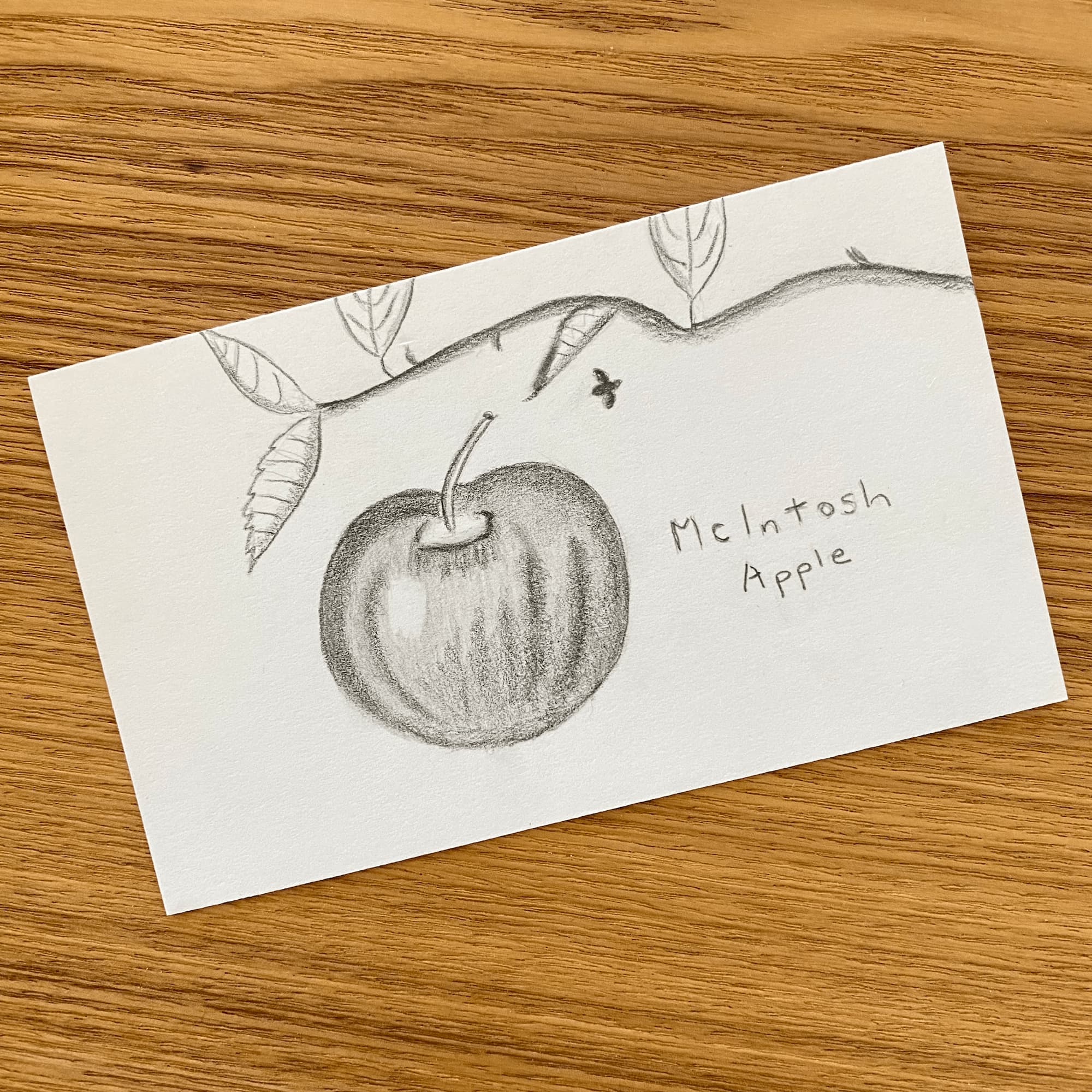 graphite sketch on index card of an apple and a branch.