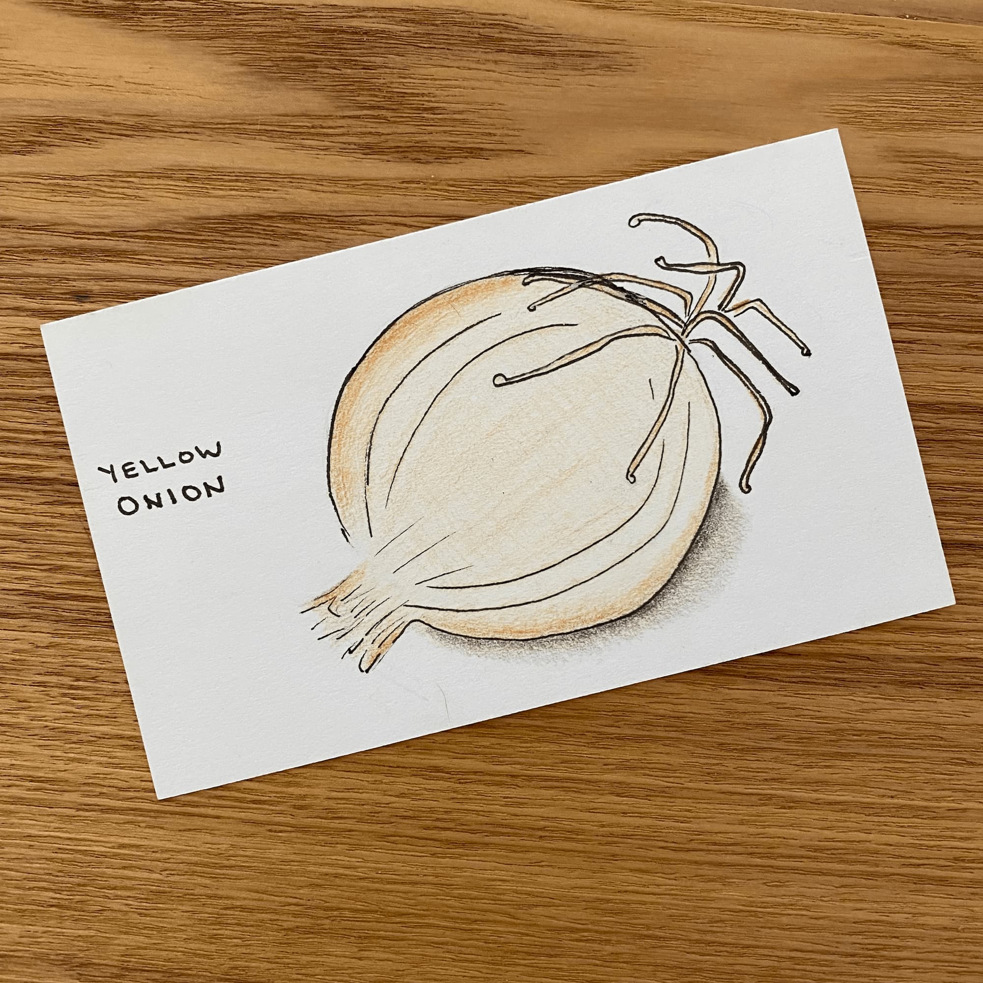 sketch of an onion doen with colored pencil and black ink.