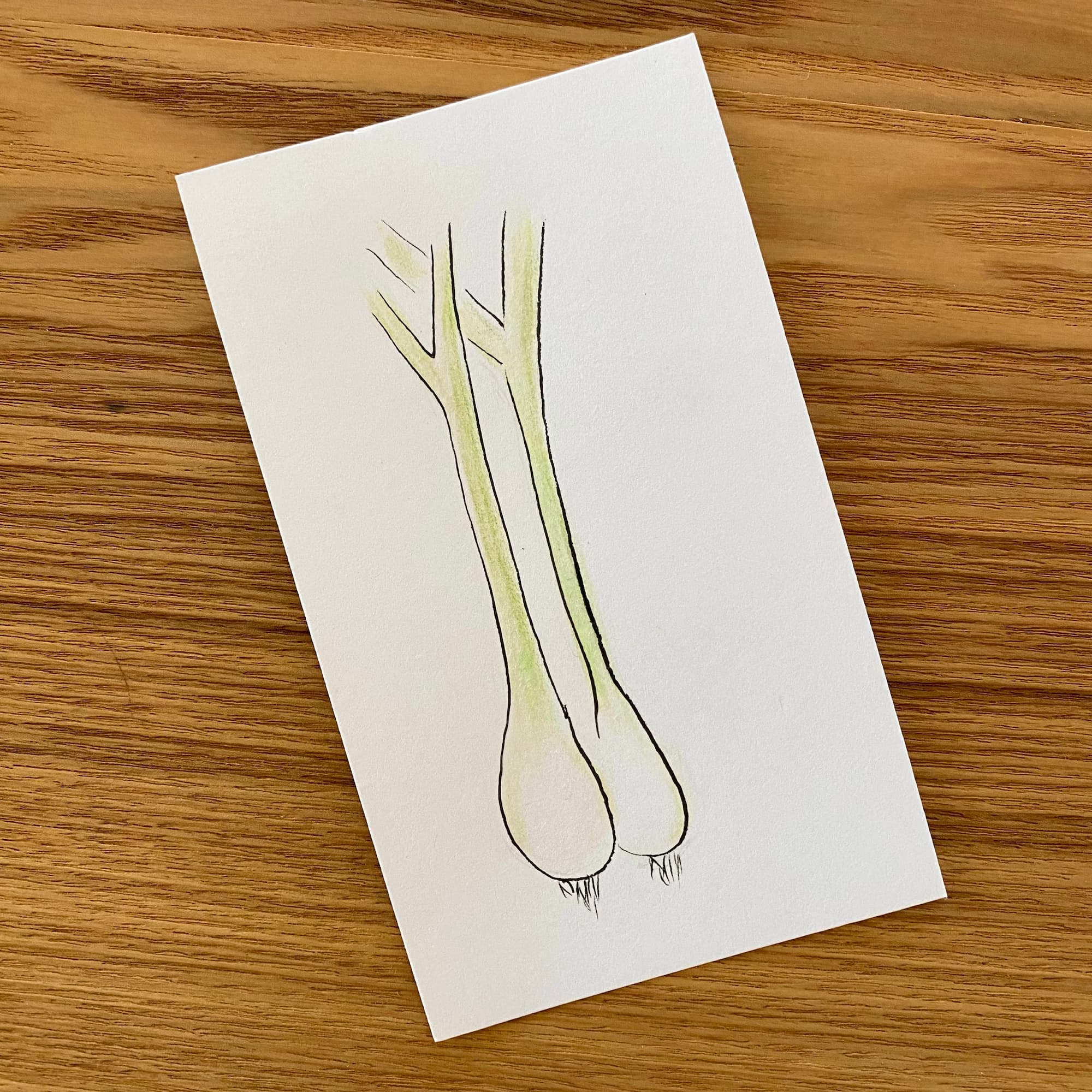 illustration of 2 green onion stalks, done in watercolor pencil and ink.