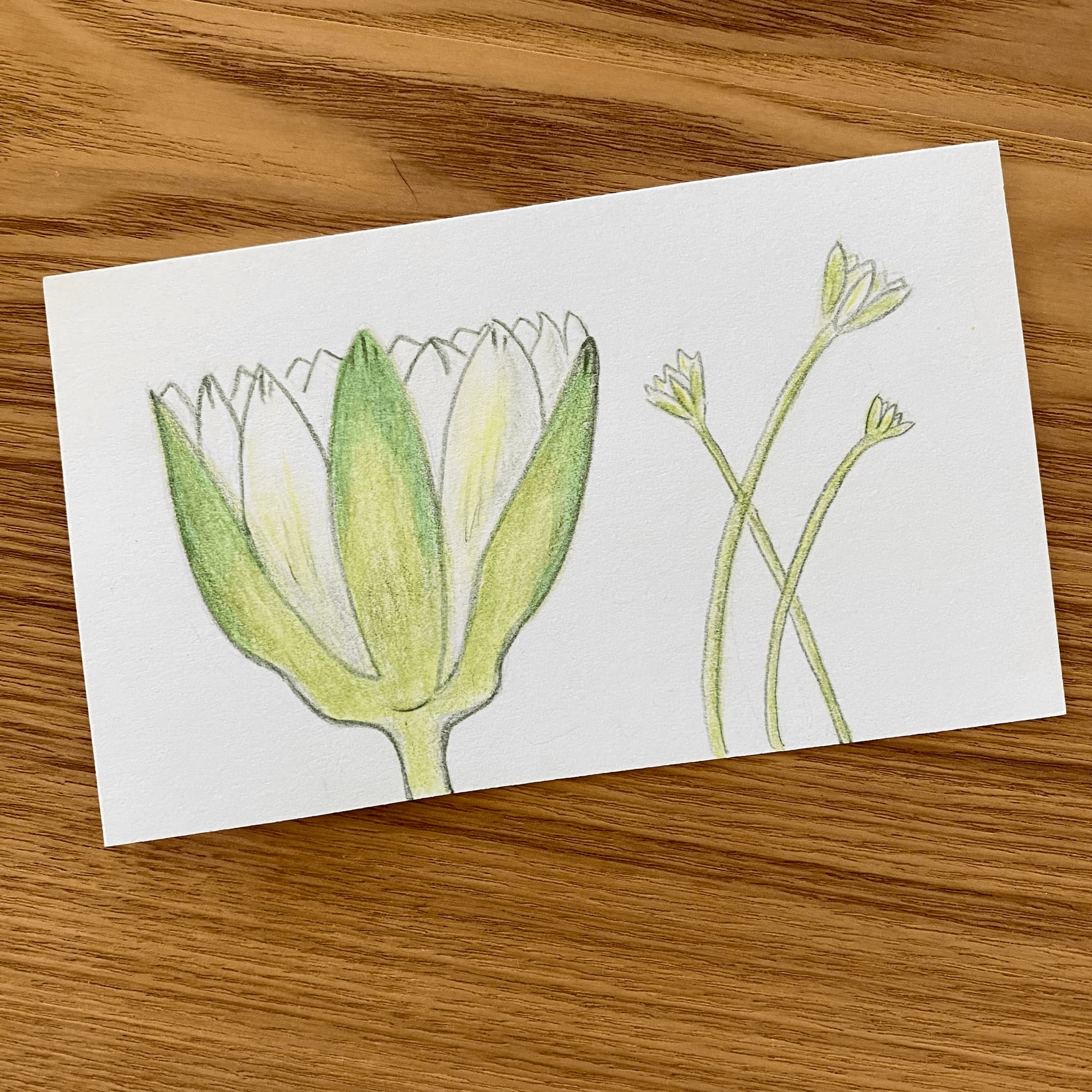illustration of lotus flowers done with watercolor pencils.