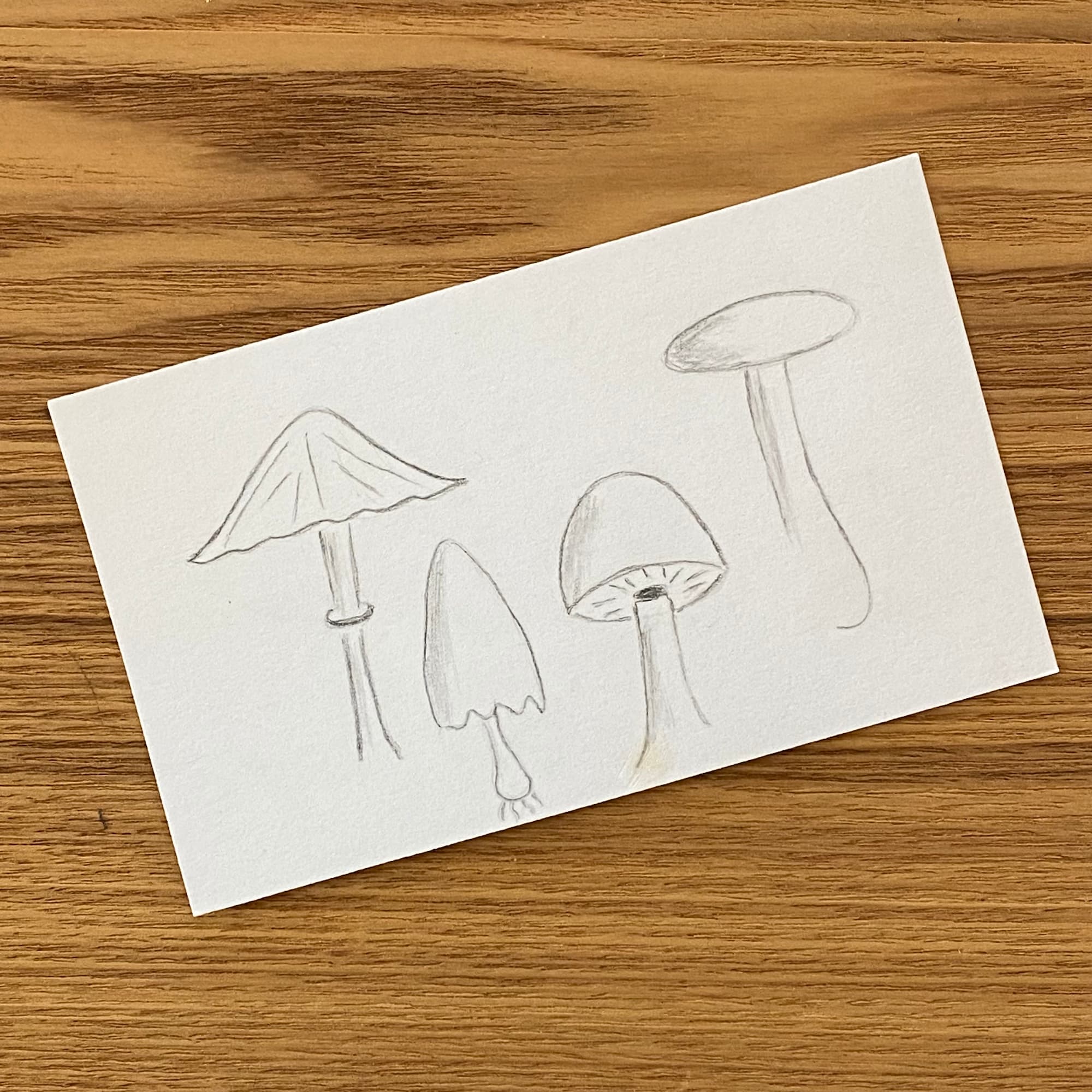 pencil sketch of 4 different mushrooms