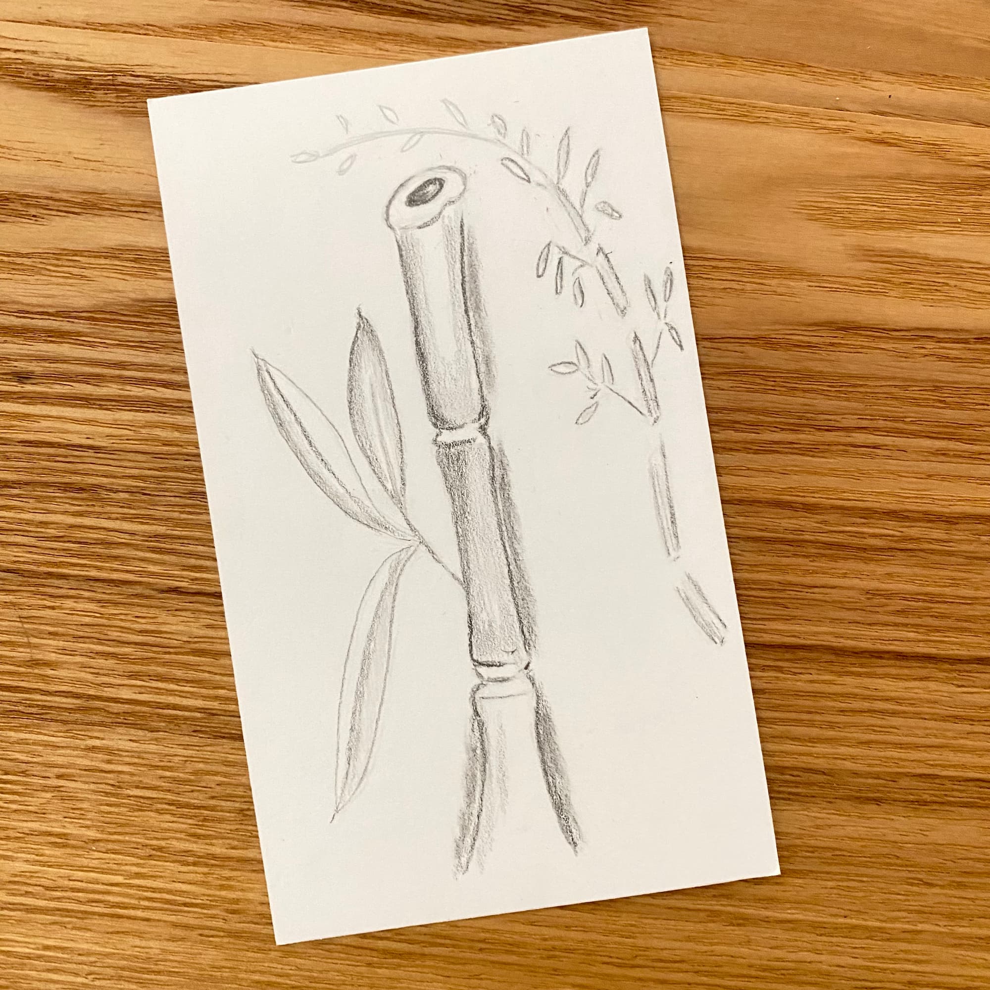 pencil sketch of a stalk of bamboo with leaves and shadows