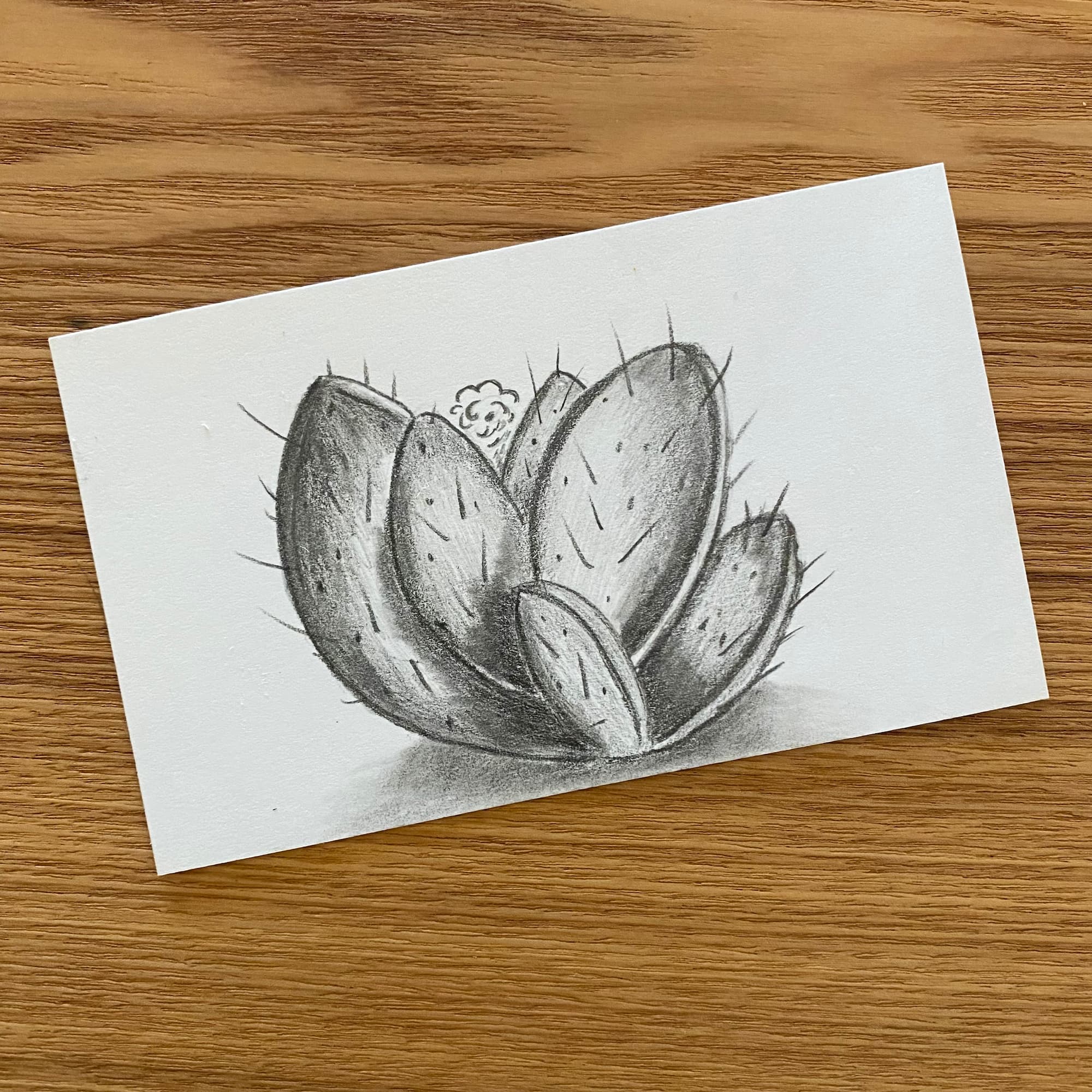 pencil sketch of some cactus with shading and shadows