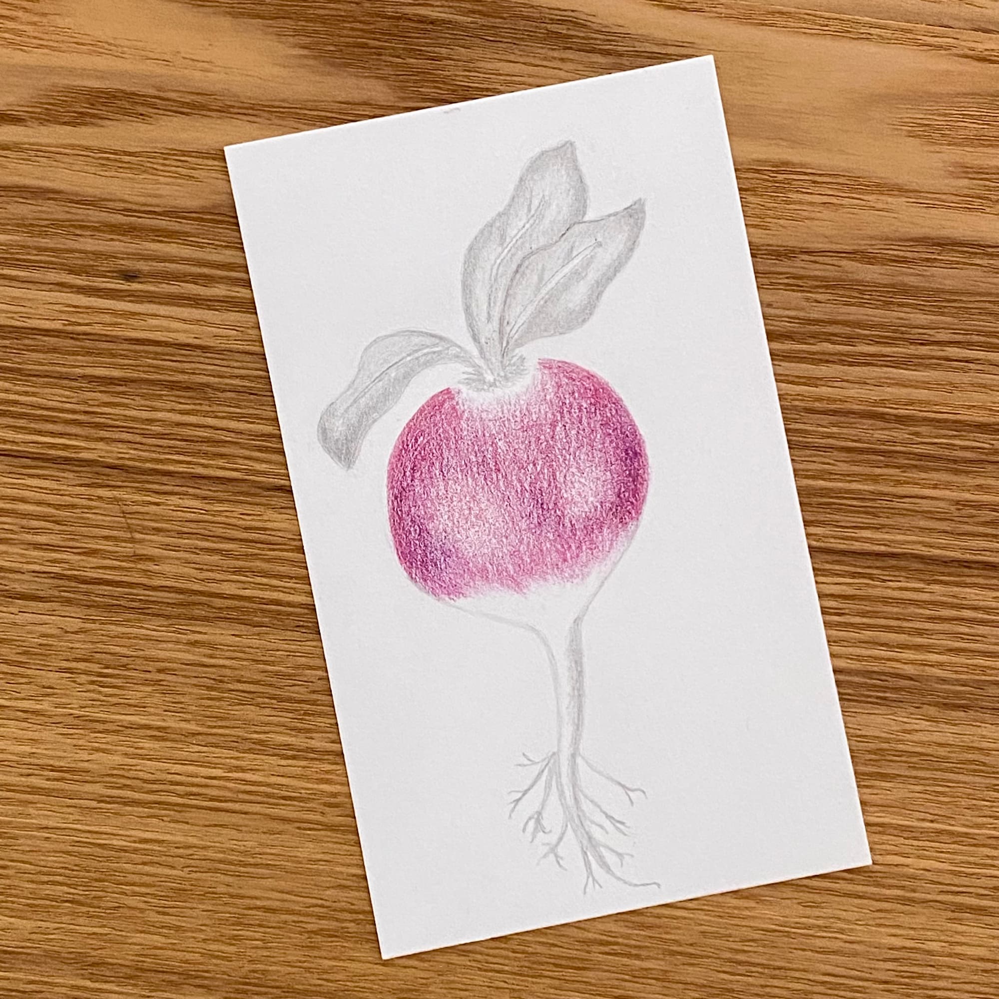 sketch of a turnip done in colored pencil with the leaves and roots left in graphite grey