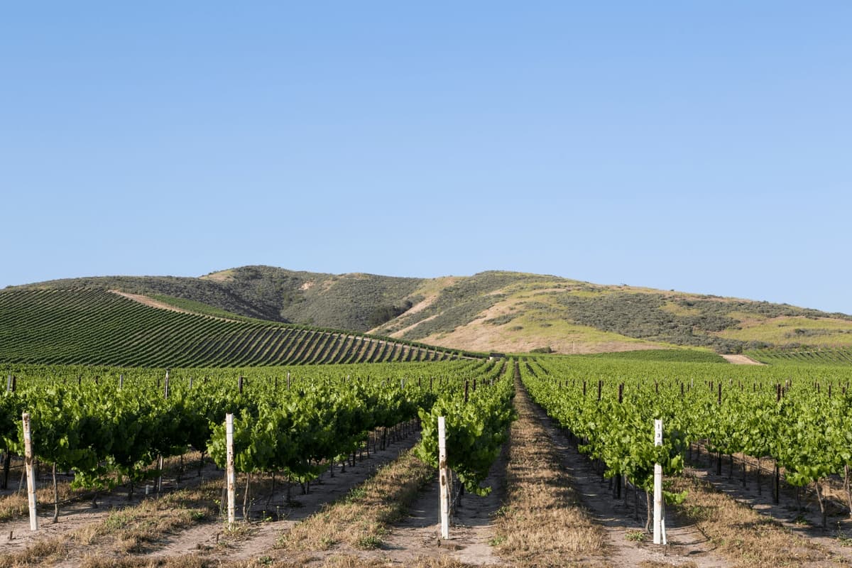 image of rolling hills and rows of grapes staked in a vineyard