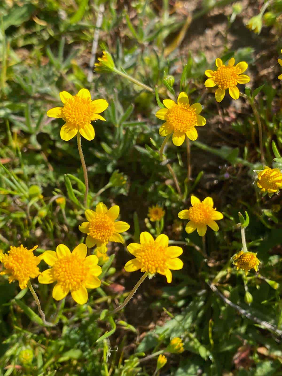 Yellow wildflowers known as California goldfields growing in a natural setting,  taken by Mozaic Studio for its Chaparral Journal blog.