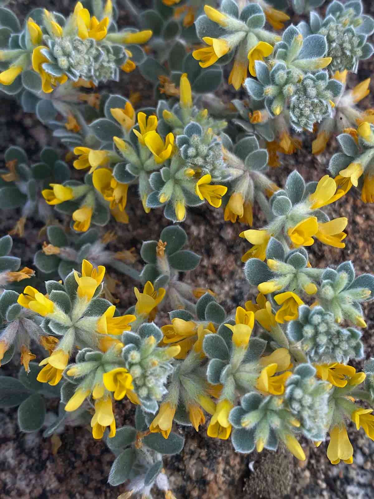 A vine of yellow wildflowers known as coastal medick,  taken by Mozaic Studio for its Chaparral Journal blog.