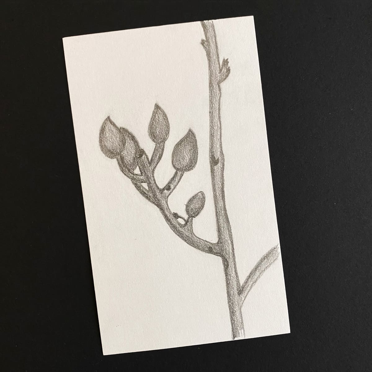 Index card with a pencil sketch of a pistachio tree black background by Mozaic Studio for ICAD 2025