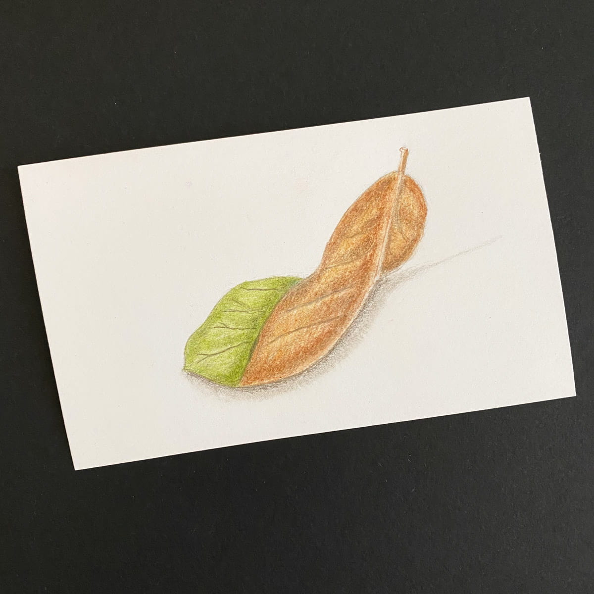 ndex card with a colored pencil illustration of a leaf twisted to show both the upper and under sides on a black background by Mozaic Studio for ICAD 2025