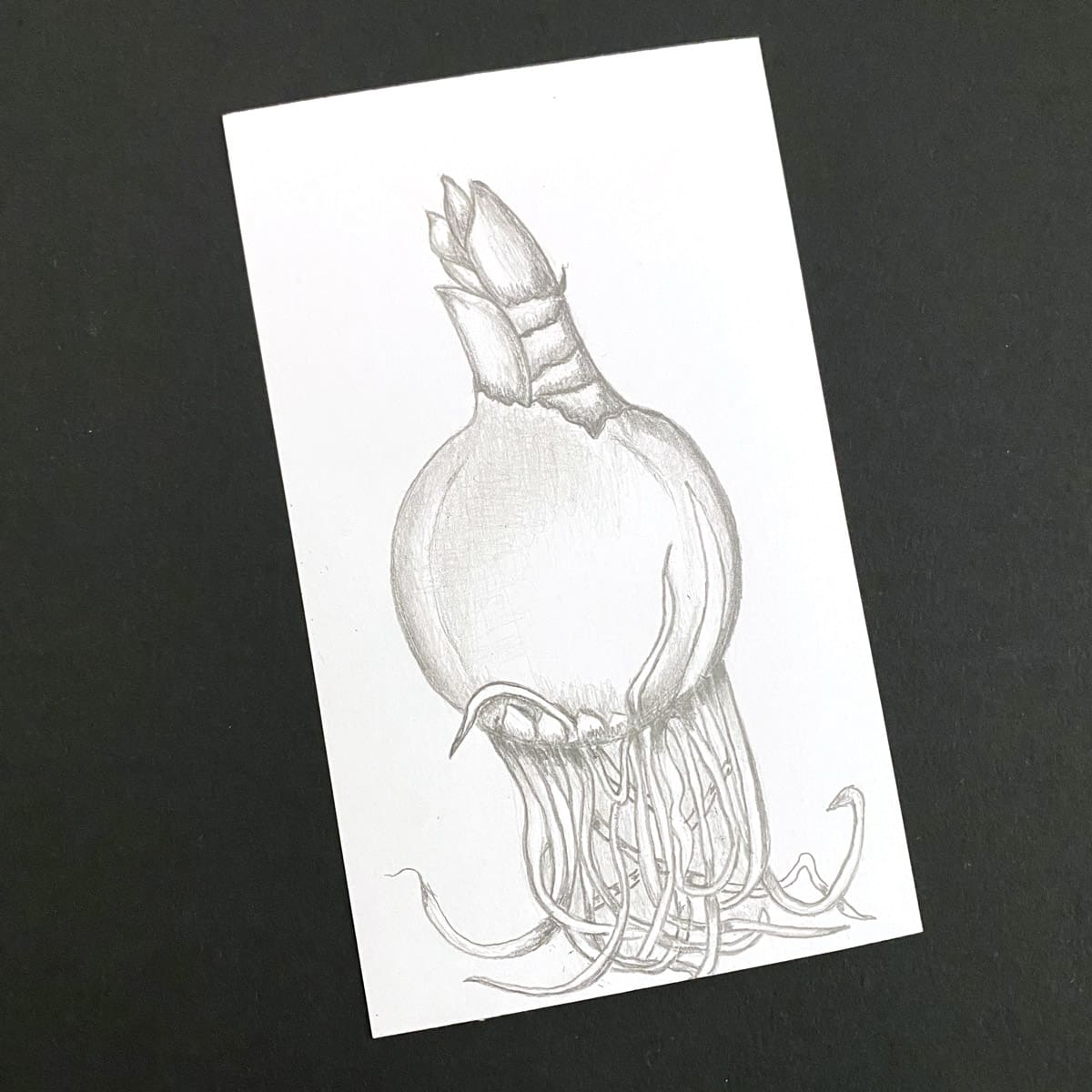 Index card with a graphite pencil illustration of an amaryllis bulb on a black background by Mozaic Studio for ICAD 2025