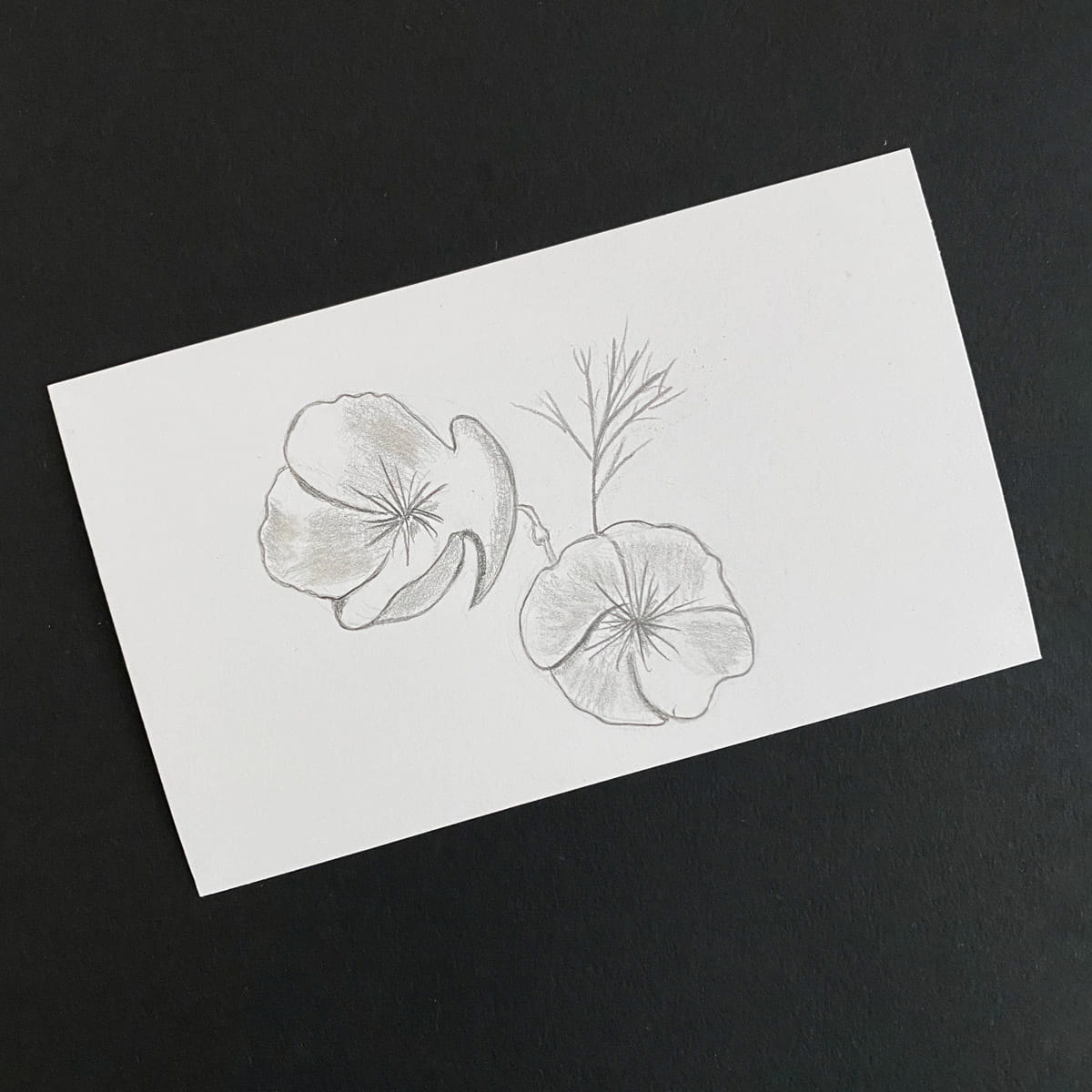 Index card with an illustration in graphite pencil of 2 California poppies on a black background by Mozaic Studio for ICAD 2025
