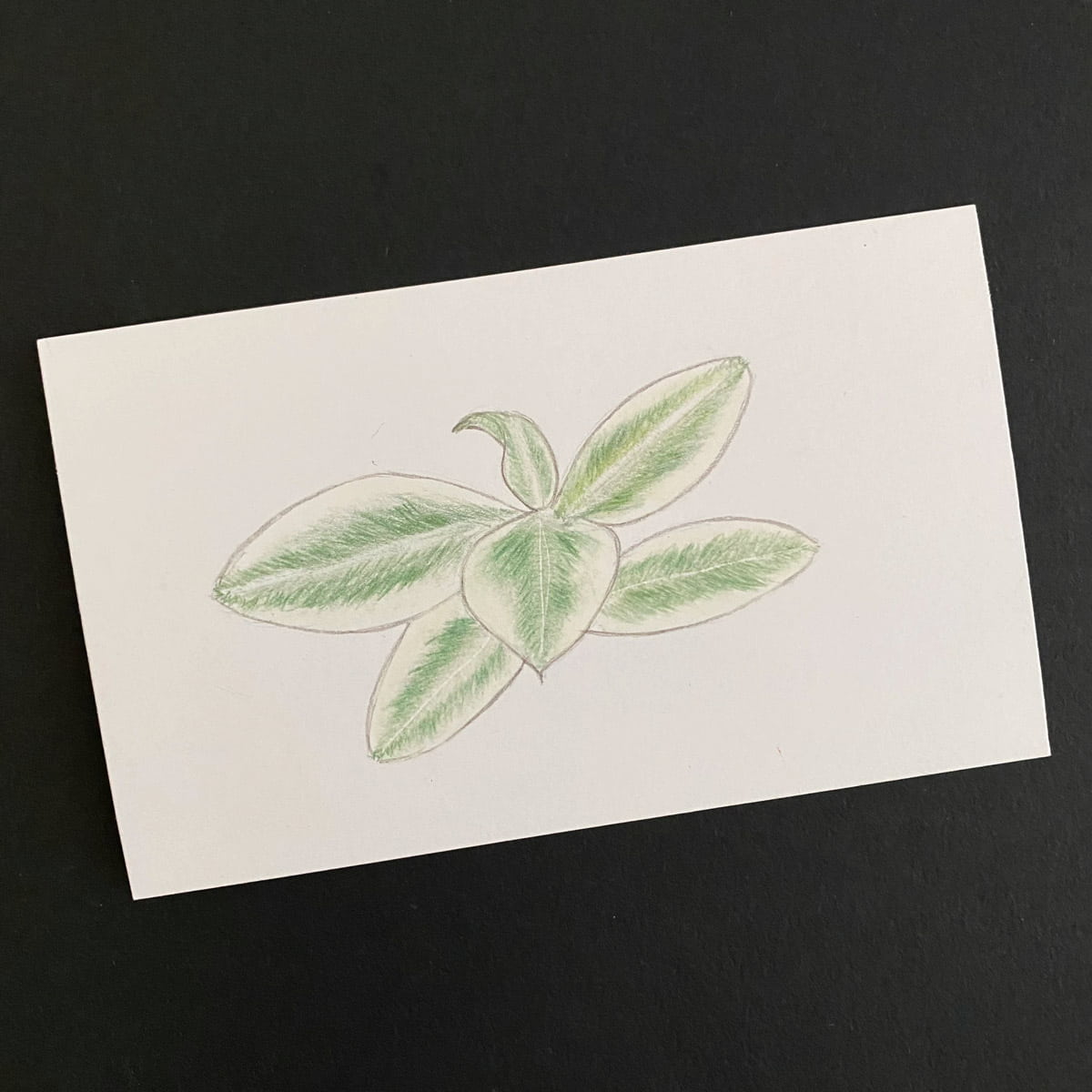 Index card with a colored pencil sketch of rubber plant leaves on a black background by Mozaic Studio for ICAD 2025
