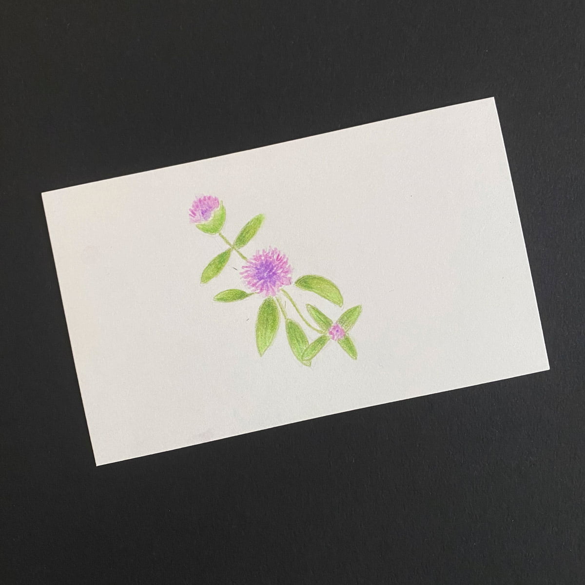 Index card with botanical sketch of the wildflower coyote mint made colored pencils on a black background by Mozaic Studio for ICAD 2025.