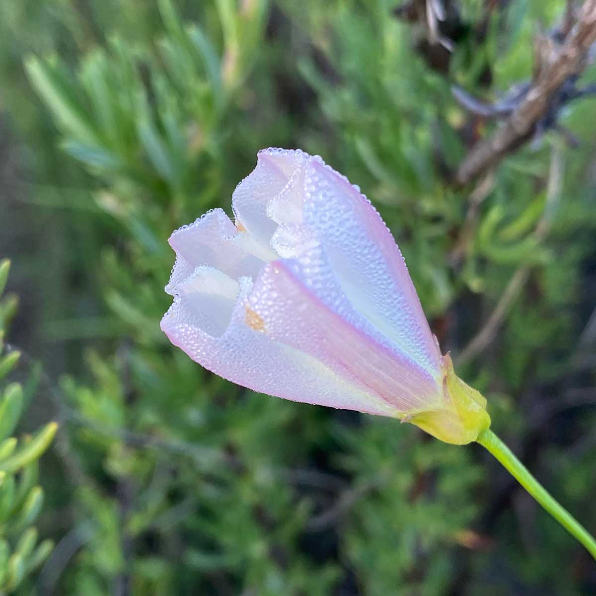 morning glory wildflower