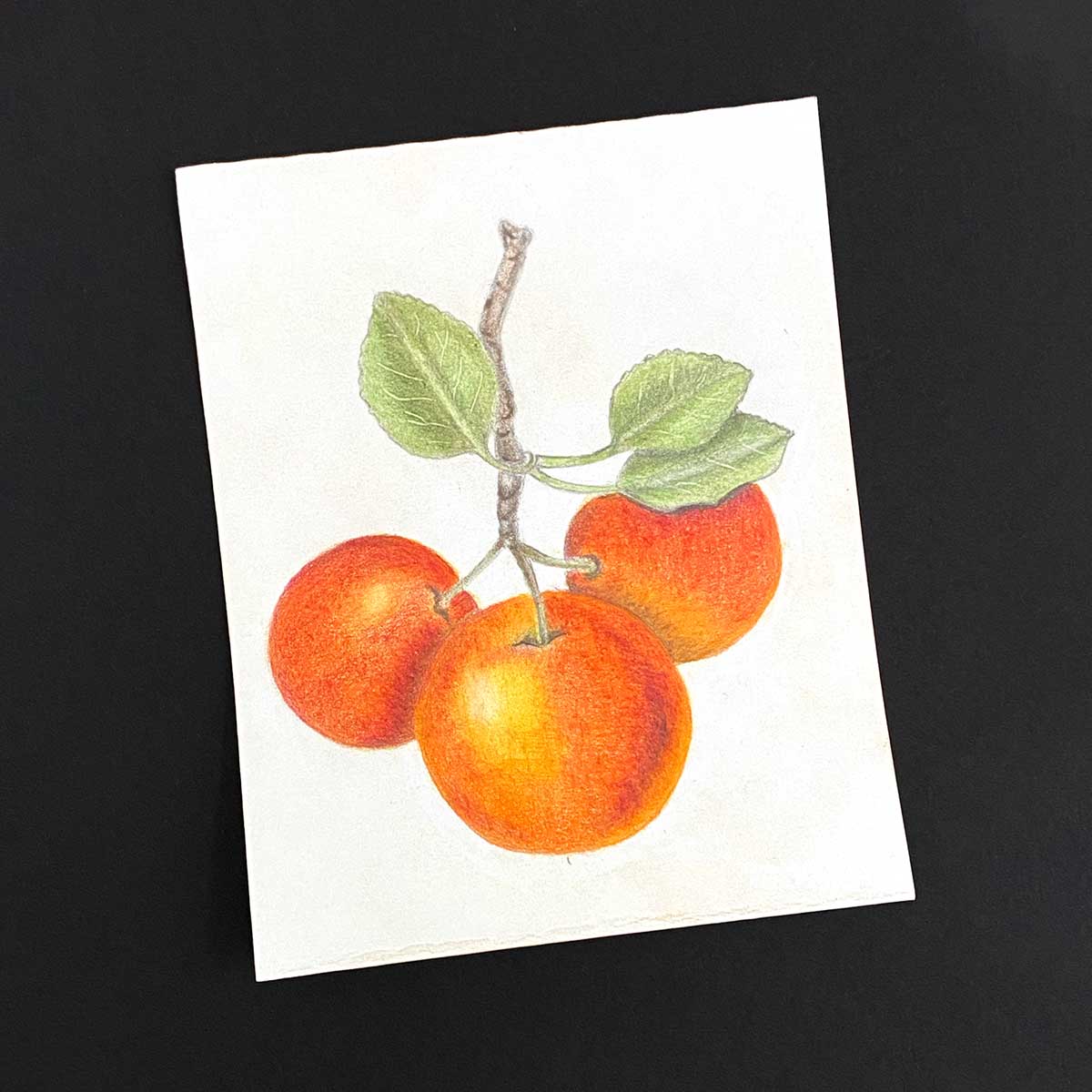 botanical sketch of three oranges and a branch with leaves by Mozaic Studio.