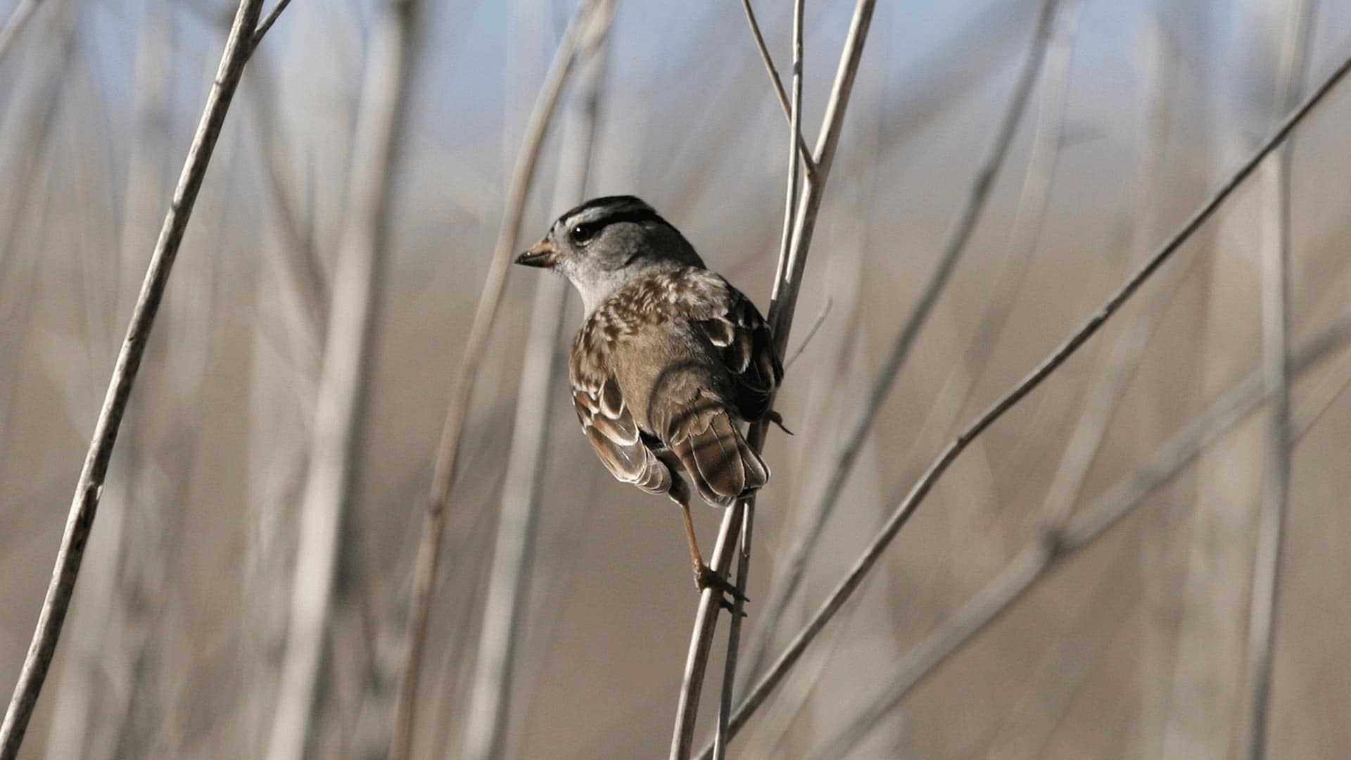 Bird perched on a thin branch with a blurred natural background