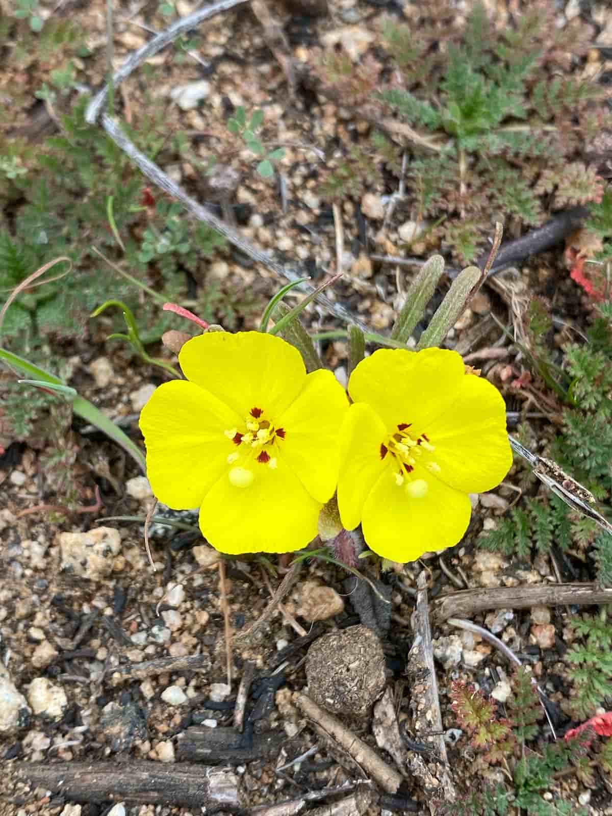 A photo of yellow wildflowers known as sun cups, taken by Mozaic Studio for its Chaparral Journal blog.