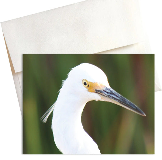 Back Bay Egret Nature Note Cards Mozaic Studio