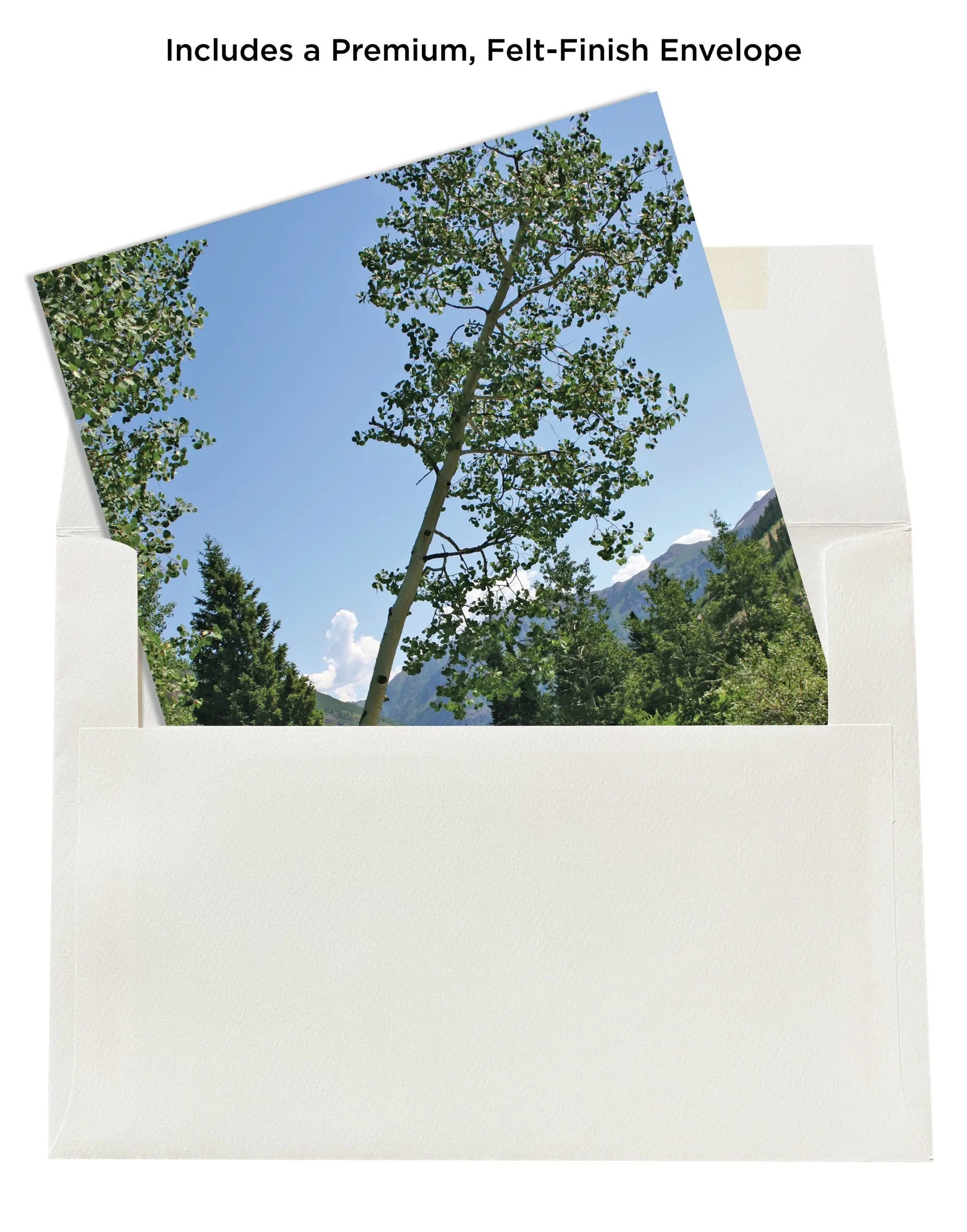 Leaning Tree Nature Note Cards Mozaic Studio
