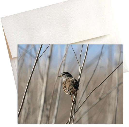 Sentinel Sparrow Note Cards Mozaic Studio