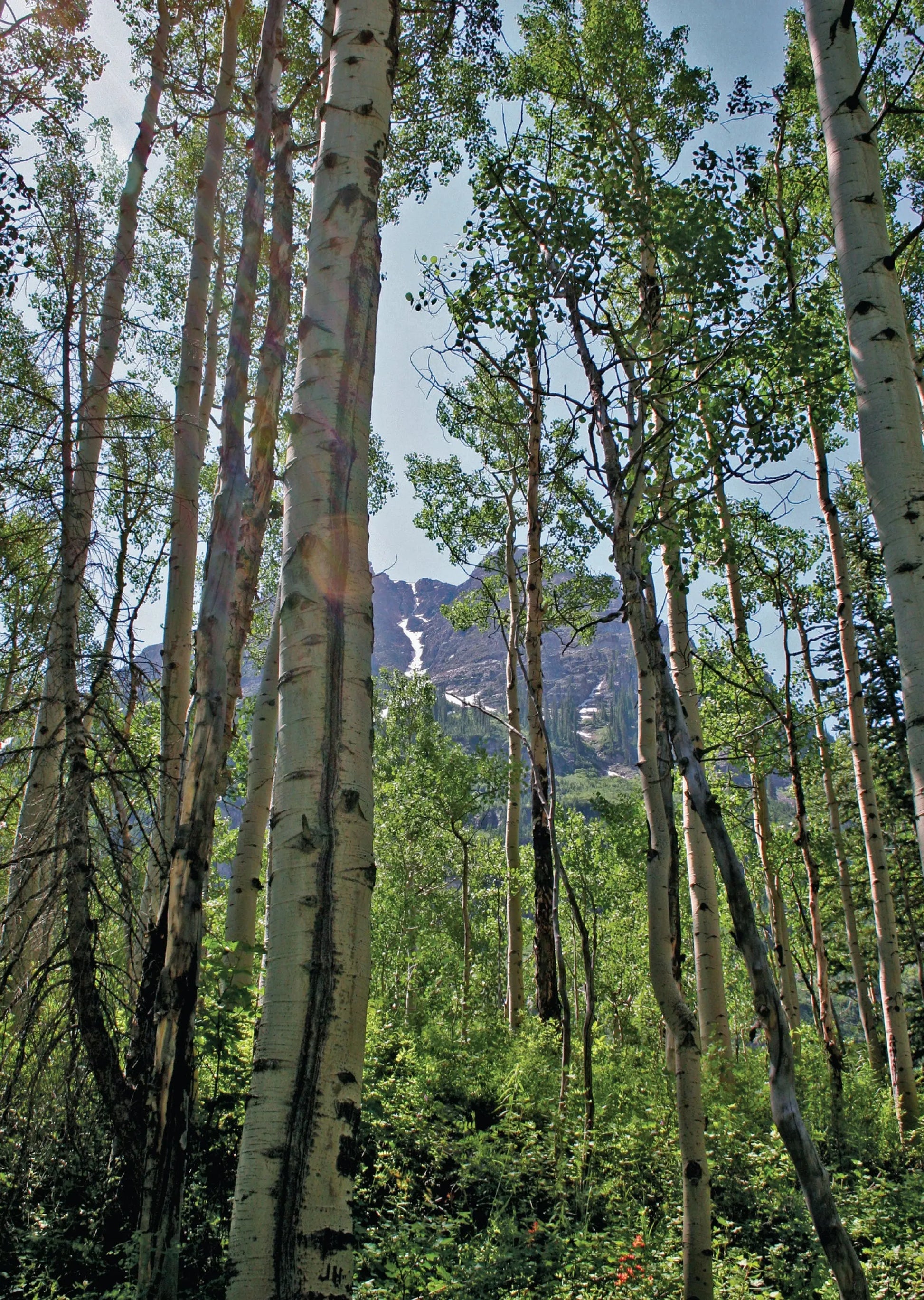 A photo of a towering grove of aspen trees in full springtime bloom. Their white bark and vibrant green leaves create a striking contrast against the backdrop of the snow-capped Rocky Mountains in the distance.