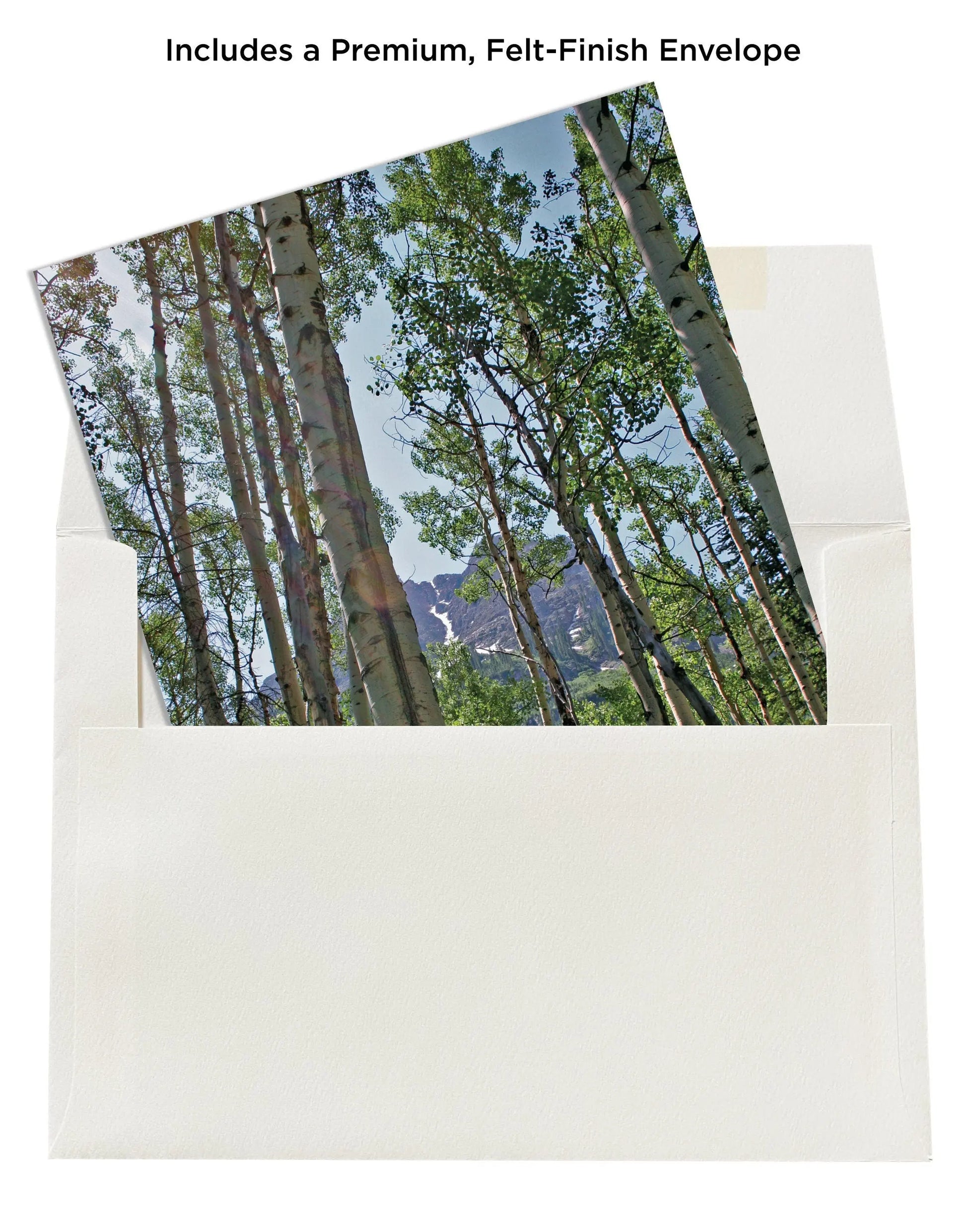 Tall Trees Nature Note Cards Mozaic Studio