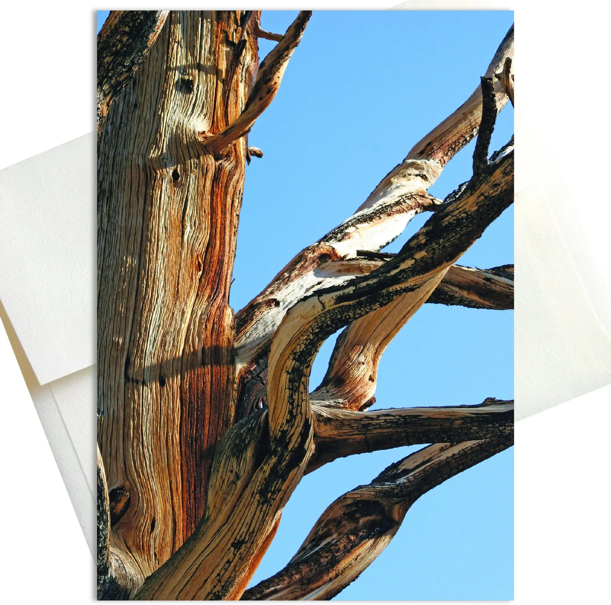 Weathered Nature Note Cards Mozaic Studio