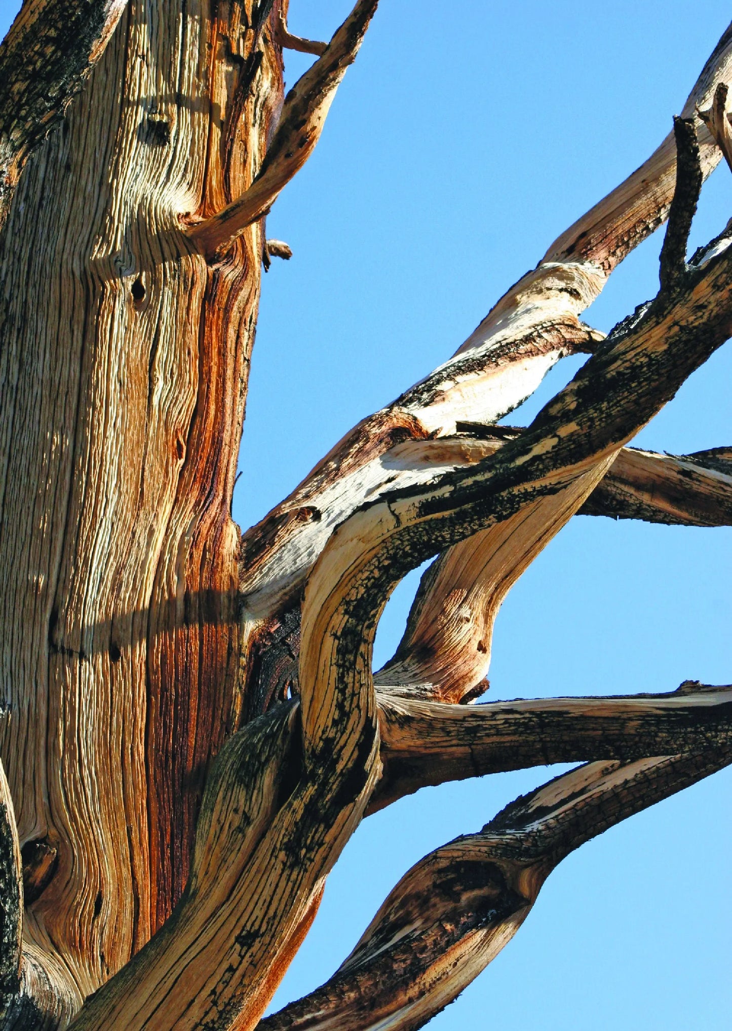 A close-up photo of an ancient bristlecone pine tree, its gnarled bark weathered and twisted by millennia, standing tall in the White Mountains of California. The surrounding landscape is a high-altitude environment with sparse vegetation and rocky terrain.