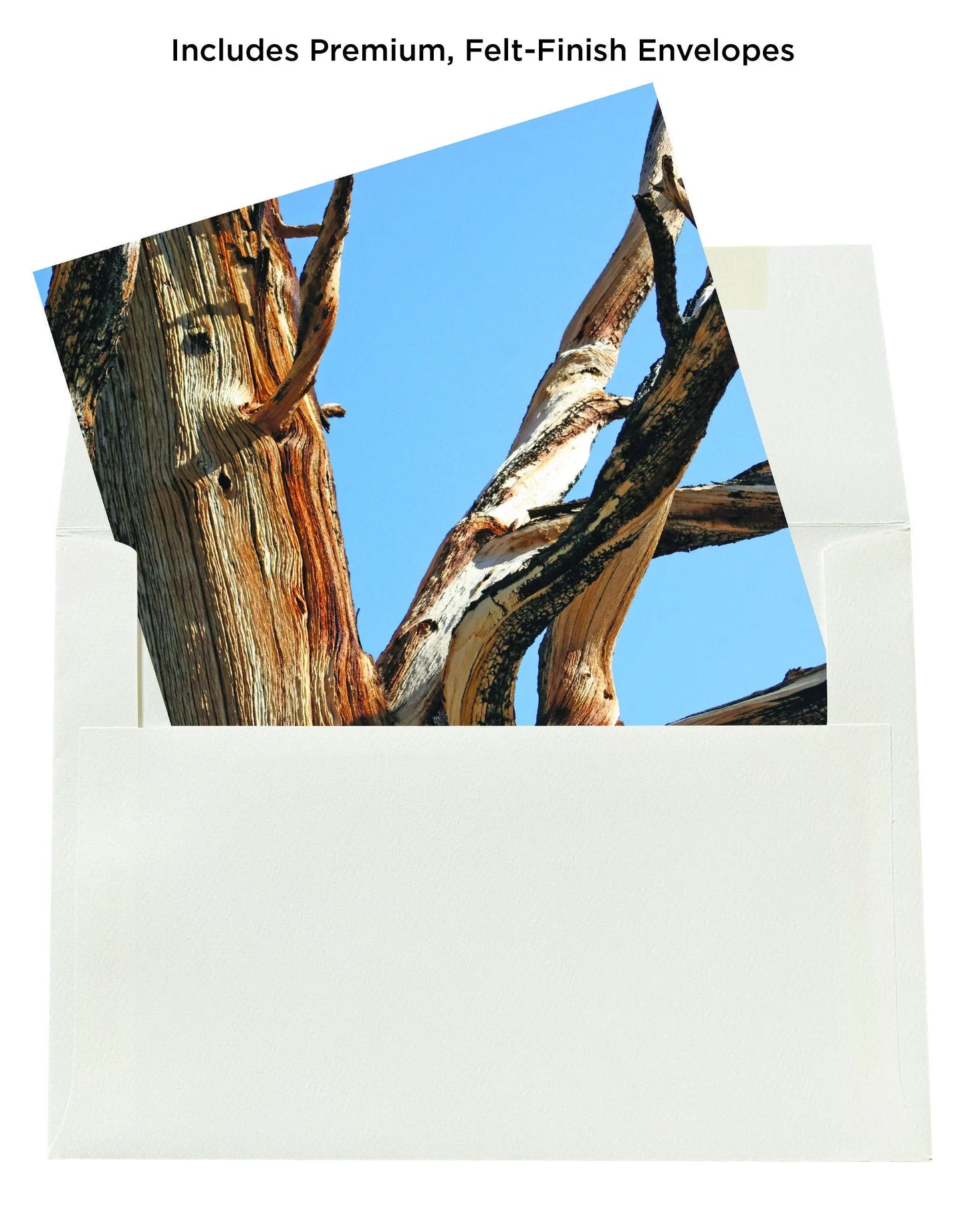 Weathered Nature Note Cards Mozaic Studio